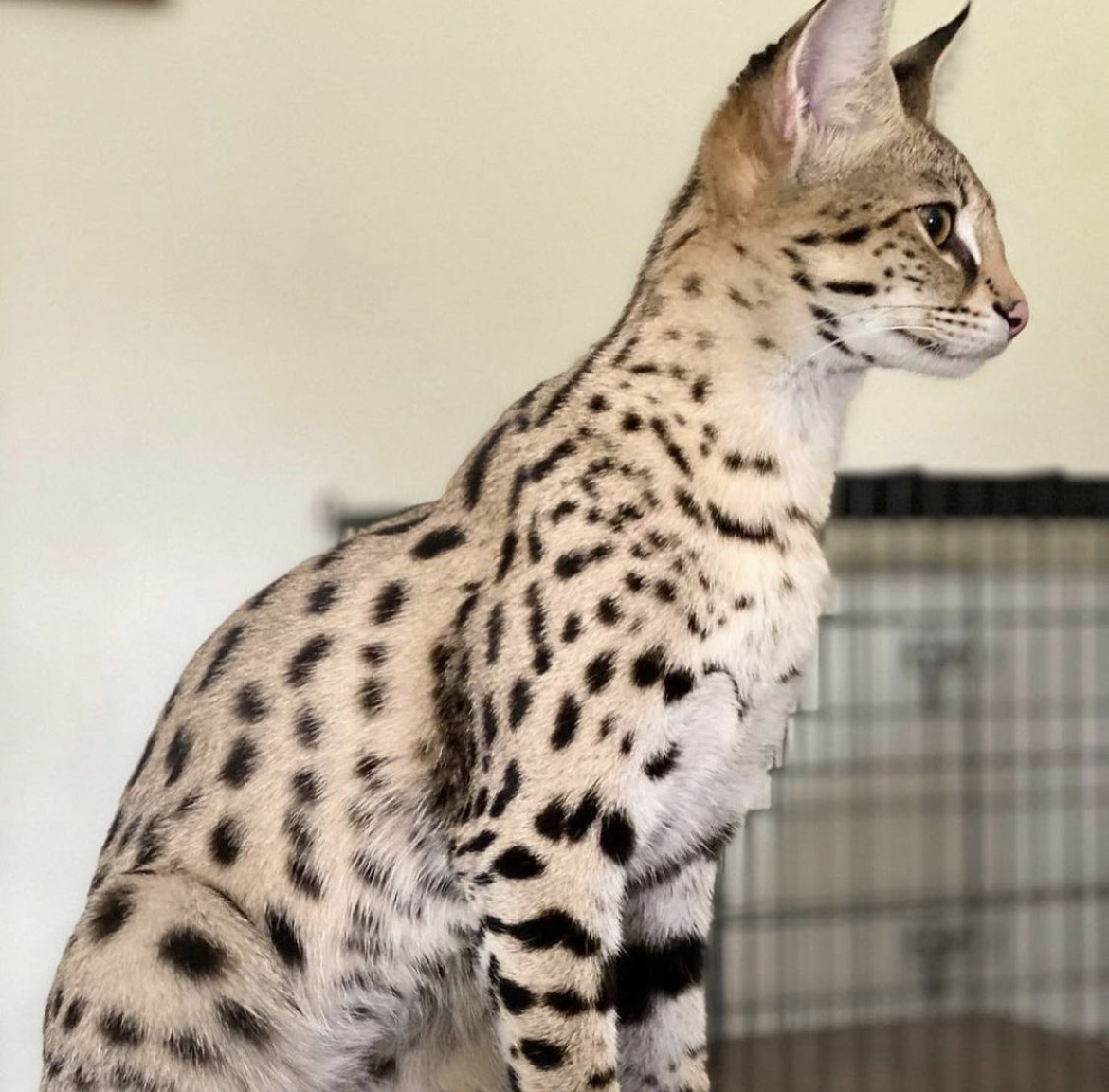 Bengal cats for sale, ocelot kittens as pets, buy a serval kitten, buy a serval cat, buy savannah kitten
