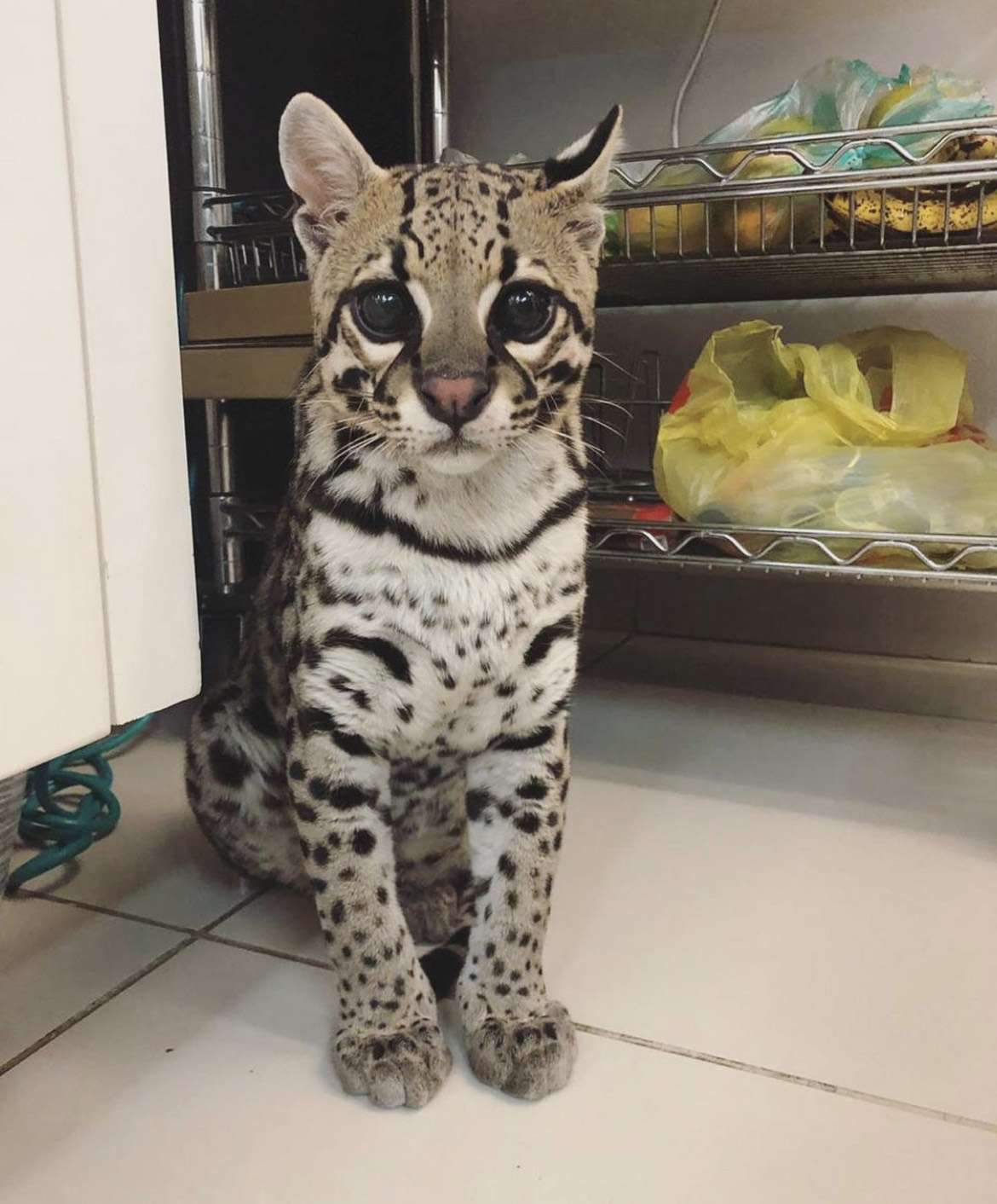 Bengal cats for sale, ocelot kittens as pets, buy a serval kitten, buy a serval cat, buy savannah kitten
