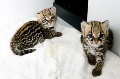 F1 savannah cat, f1 savannah cat for sale, f1 savannah cat price, How much is a lion cub,  Pet cheetah dubai, Pet cheetah