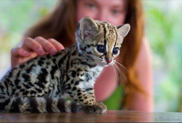F1 savannah cat, f1 savannah cat for sale, f1 savannah cat price, How much is a lion cub,  Pet cheetah dubai, Pet cheetah