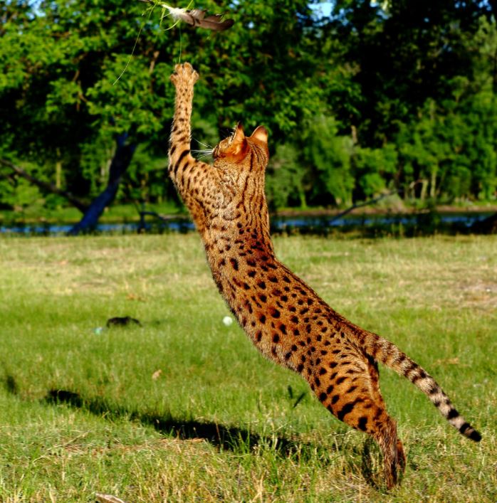 F1 savannah cat for sale, Gato de bengal preço, gato de bengala precio, serval savannah a vendre, savannah cat for sale australia 